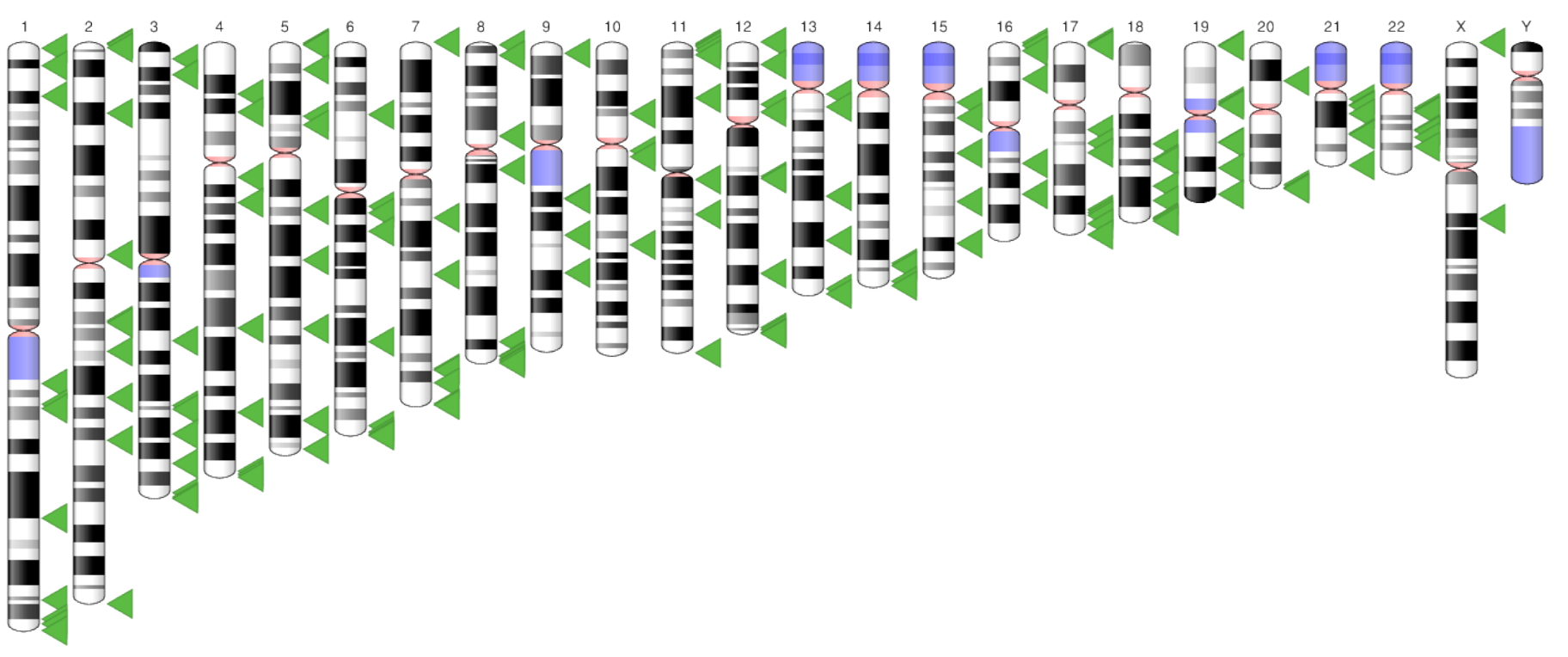Webcast Recap: The GRCh38 Reference Assembly in VSClinical