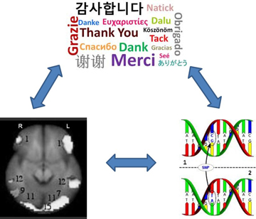 Examining the Genetic Underpinnings of Commonly Comorbid Language Disorders: Dyslexia and Language Impairment